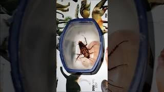 1,2,3 Start #cockroach #aymanblog #shorts