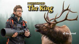 Wildlife Photography in the PNW Rainforest: Finding Roosevelt Elk with My Nikon Z9