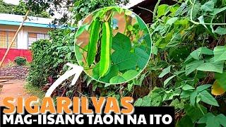 PAANO MAGTANIM NG SIGARILYAS "WINGED BEAN" | D' GREEN THUMB