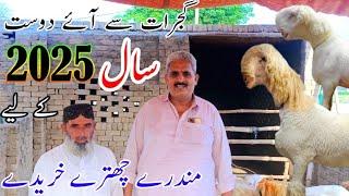 12 tarikh 2024 Thursday 30 Mundre Chatray Sale kar Diye | #mundrafarming #asadandbabaazizgoatfarm