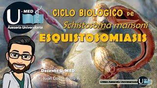 CICLO BIOLÓGICO de Schistosoma mansoni/ ESQUISTOSOMIASIS