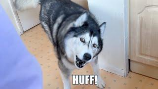 Husky is In A Huffy Mood This Morning!