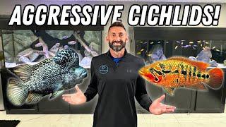 Adding AGGRESSIVE MONSTER CICHLIDS! Black Nasty Cichlid, Red Tiger Mota & Vieja Argentea