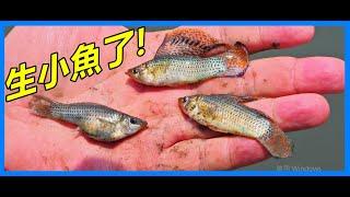 【吳小珍】鹹水大肚魚～成功淡化，生下魚寶寶囉!! (帆鰭摩利、大帆茉莉、蓋斑鬥魚、孔雀魚…，可參考!)