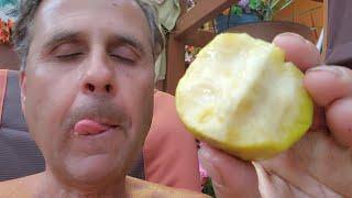 GROW THIS White Sapote if You Want Only ONE TREE