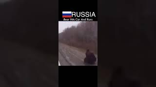 Roadkilling Korea vs russia #shorts #animal #russia