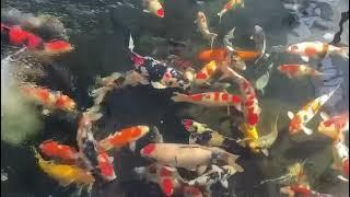 PUSAT KOI IMPORT JAPANG JUMBO DI JAKARTA BARAT-MELAYANIN ONLINE-WA 0895326061666