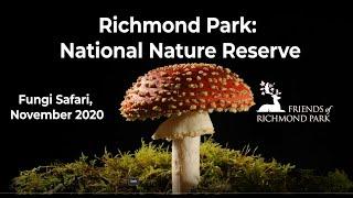 Richmond Park: Fungi Safari