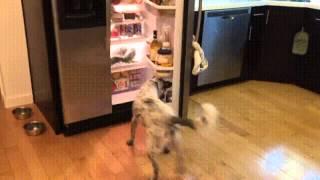 Собака приносит пиво из холодильника
