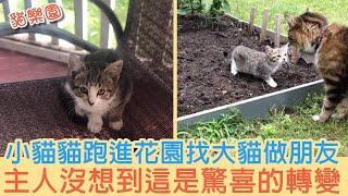 小貓貓跑進花園找大貓做朋友 主人沒想到這是驚喜的轉變 | 貓樂園