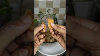 Plaintain chips/ yummy!! break time snacks  /crispy time pass bites/ J5 vlogs / shorts