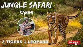 3 Tigers, 1 Leopard Sighting | Thrilling Jeep & Boat Safari in Kabini Jungle Lodges & Resorts