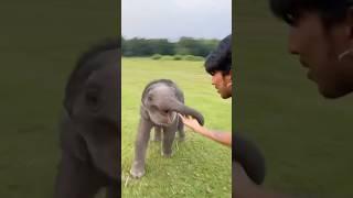 Main Lutt Putt Gaya  #animal #elephant #puppy #monkey #love #nature #shorts #shortvideo