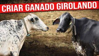  Como Iniciar La CRIA De las Vacas GIROLANDO  Vacas Lecheras