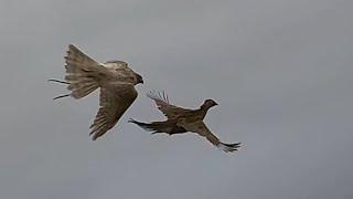 White goshawk hunting pheasants