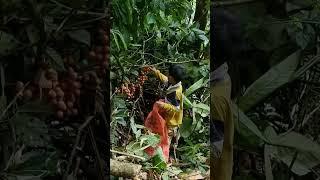 Orphan boy alone in the forest to pick fruit #shorts