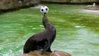 Kalifornische Seelöwen spielen mit Fußball im Zoo Berlin - Sea Lions with soccer ball at Zoo Berlin