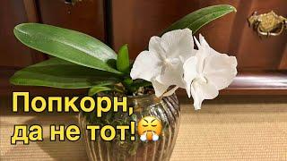 #Попкорн для @Yoll!