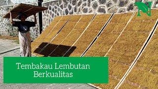 Proses Pengolahan Tembakau Lembutan Berkualitas