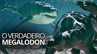 A vida do Megalodon: Como sabemos que ele foi extinto?