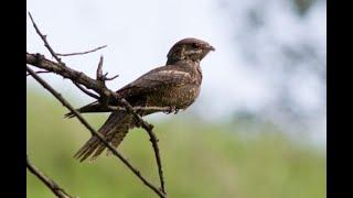 Nightjar 1h bird sound