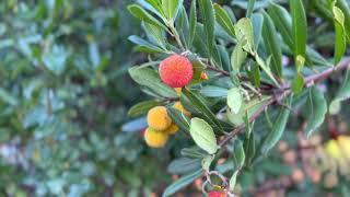 Local tourist when inspiration runs dry - Shinn park, Fremont, CA original sound asmr