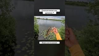 СПИННИНГОВЫЙ СЕЗОН 2025 #рыбалка #fishing #окунь #юмор #shorts #рекомендации #трофей  #природа