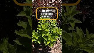 #гортензии #сад #гортензияметельчатая #garden #цветы #дача #огород #рецепты #gardening #лаванда
