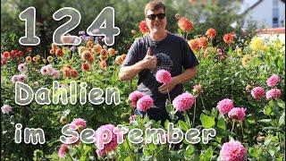  Dahliengarten - Dahlien im September 2021