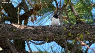 Say Hello To The Junco | Video