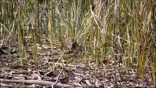 Southern Brown bandicoot at St Helens first time ever filmed live!