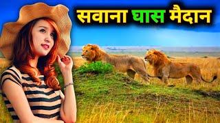 सवाना घास मैदान ️ || Savana Grassland || Savana Documentary ||