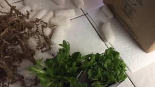 Unboxing of Orostachys  Aggregatum succulents and review of Mountain Crest Gardens online store.