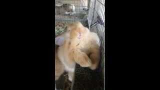 Fawn Baby Flemish Giant Falls Asleep In Feeder While Eating