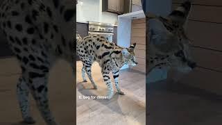 daily life of chloe the serval 🩷