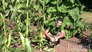 Corn Harvesting video from Territorial Seed Company