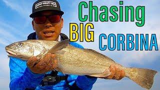 SoCal Surf Fishing - FIRST Corbina 2021 [How to Catch]