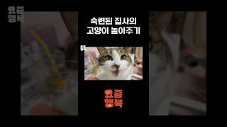 고양이 놀아주는 집사의 몸부림 #shorts #요즘행복