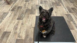 Elvis the Corgipoo Week 1 Training Update - K9one Dog Training