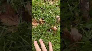 How to touch grass