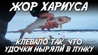 Жор хариуса / Клевало так что удочки ныряли в лунку!