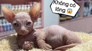 Mèo Ai Cập - Mèo Sphynx Không Lông - Mật Pet Family