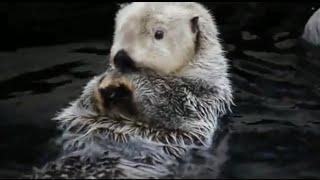 sea otters swimming in cold water #animals #india #pakistan #ukraine #morocco #iran #iraq #dubai