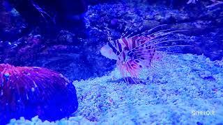 Lionfish | Pterois | Lion Fish | Lion-fish | Turkey  fish | Scorpian Fish | @SITHEEQUE #lionfish