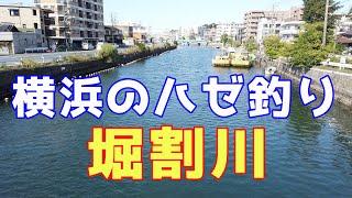 【横浜ハゼ釣りスポット】堀割川 2020年10月【エッグキャストタフィー】