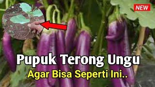 Pemupukan Terong Ungu Agar Berbuah Lebat Pakai Pupuk Ini..!!! || pupuk pertama part 2