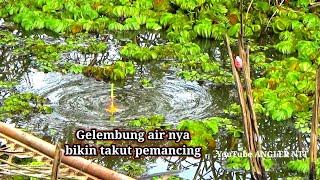 Mancing ikan betok di spot yg tertutupi tumbuhan air, ikannya menggila makan umpan