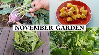 The California Garden In November - Winter Garden Preparation & Harvests