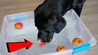 Labrador Tries Bobbing For Apples!