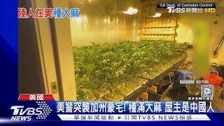 美警突襲加州豪宅! 種滿大麻 屋主是中國人｜TVBS新聞 @TVBSNEWS01